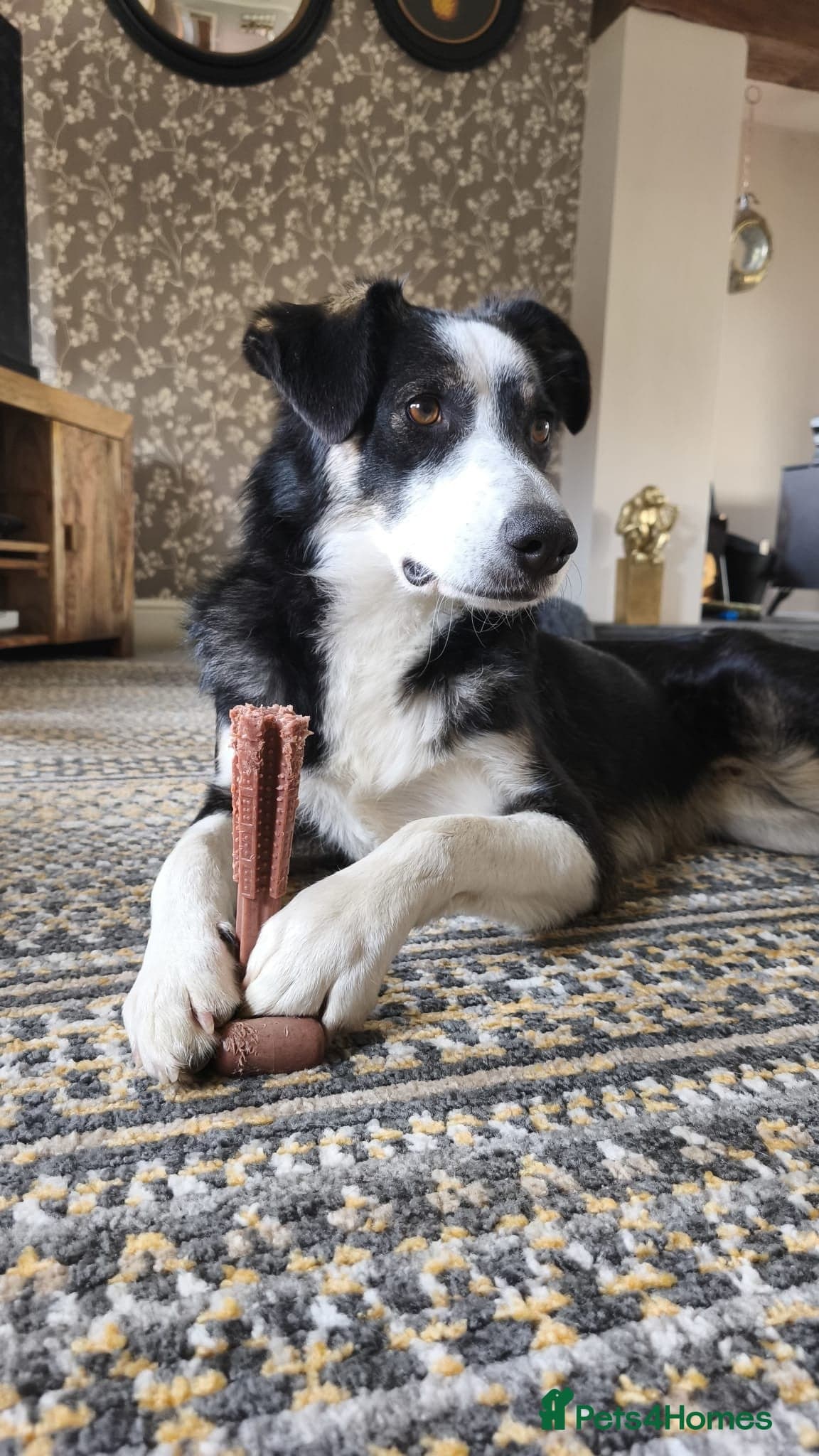 MAX๐ Let Down But Still Loving โ Mixed Breed