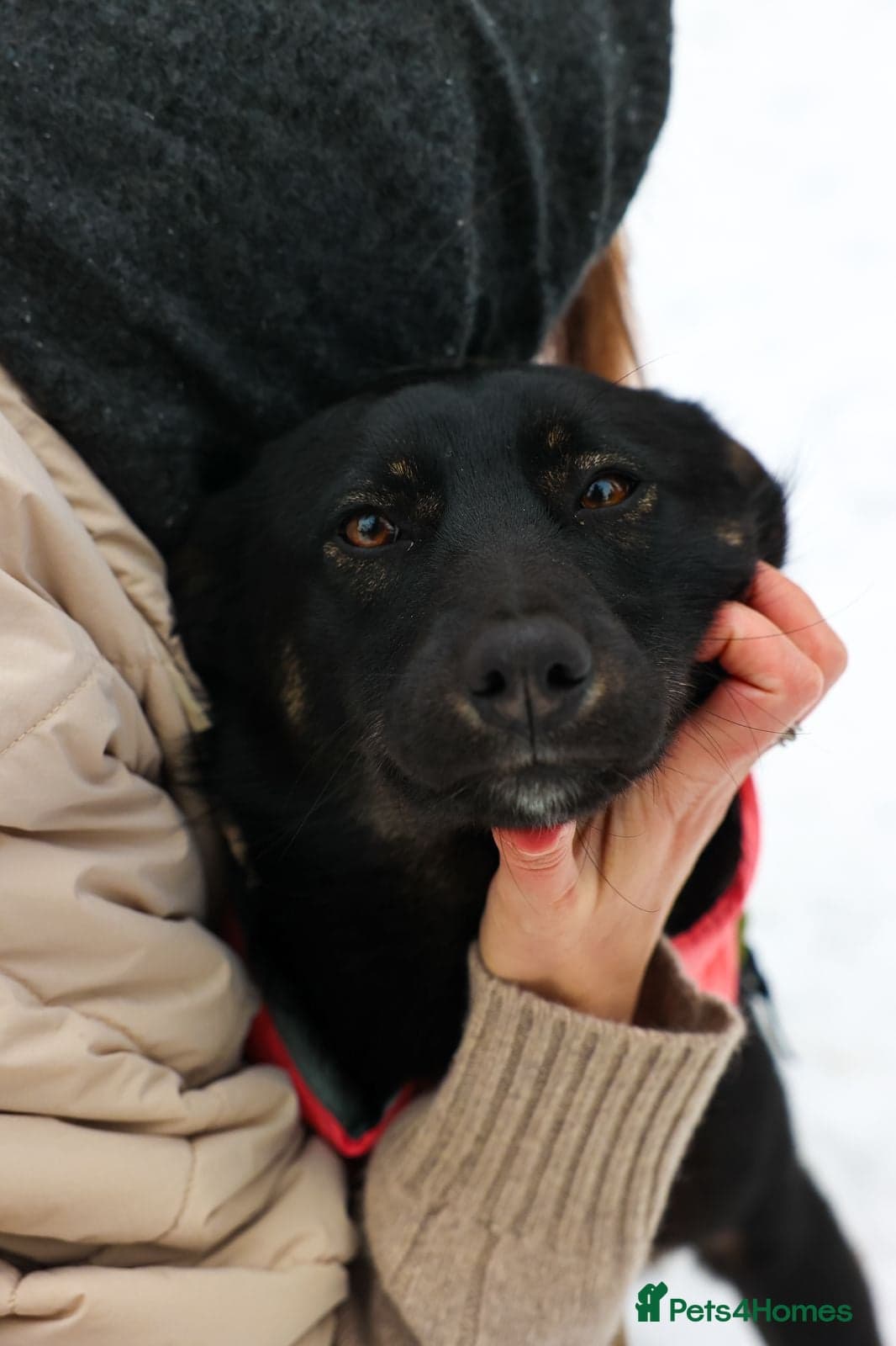 ️ADELE❤️11-month lower-medium soft natured girl photo 12