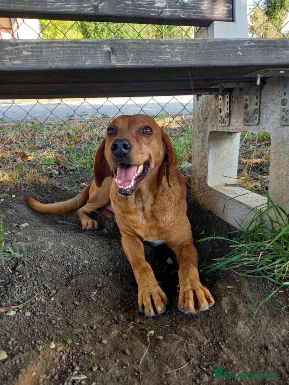 Beanie Boy, 3-4 yrs old. — Mixed Breed