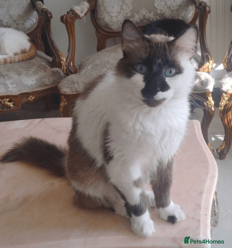 Stunning Lucia: photo 6