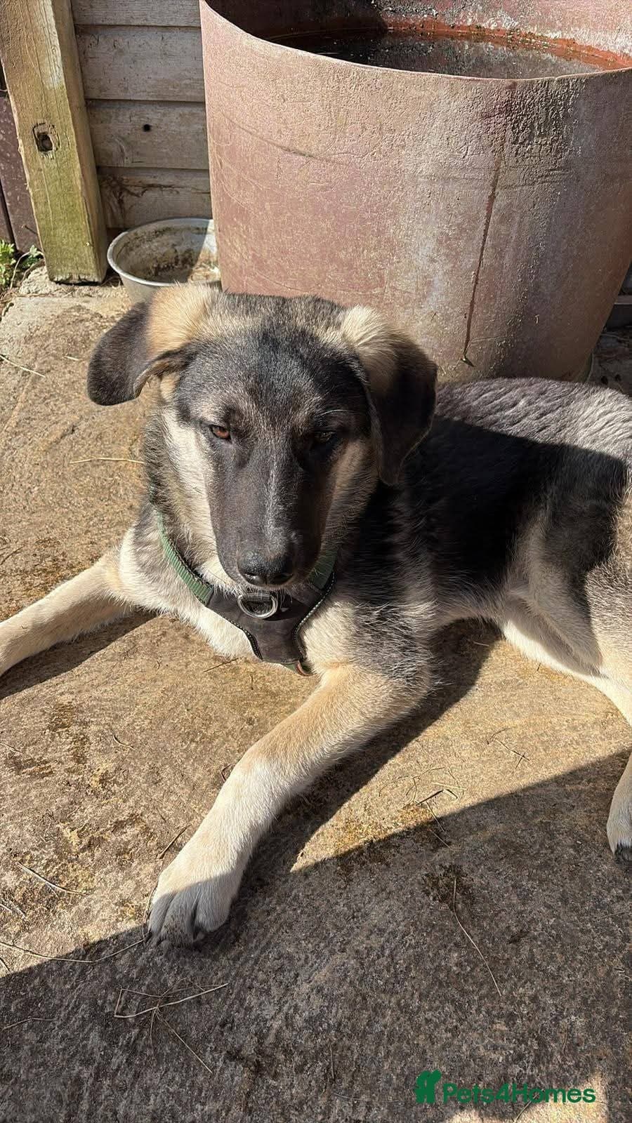 Meet Neptune,currently residing in Oxfordshire photo 3