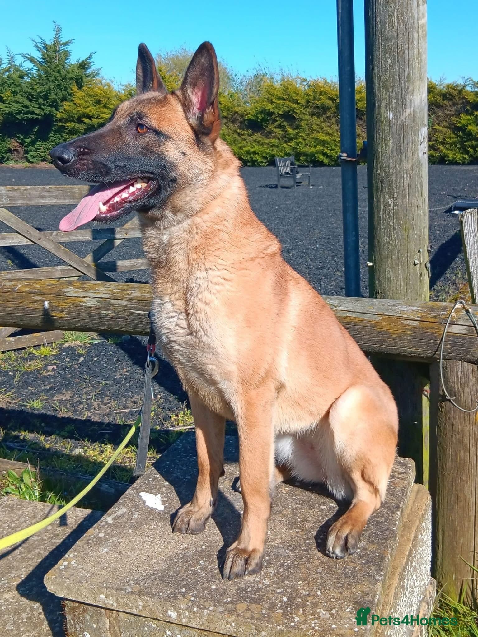BEK - Malinois — Belgian Shepherd