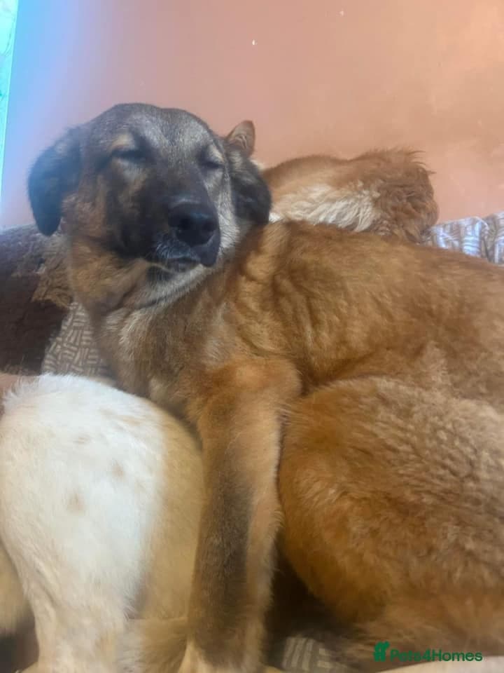 Levi - Norwich Norfolk photo 34