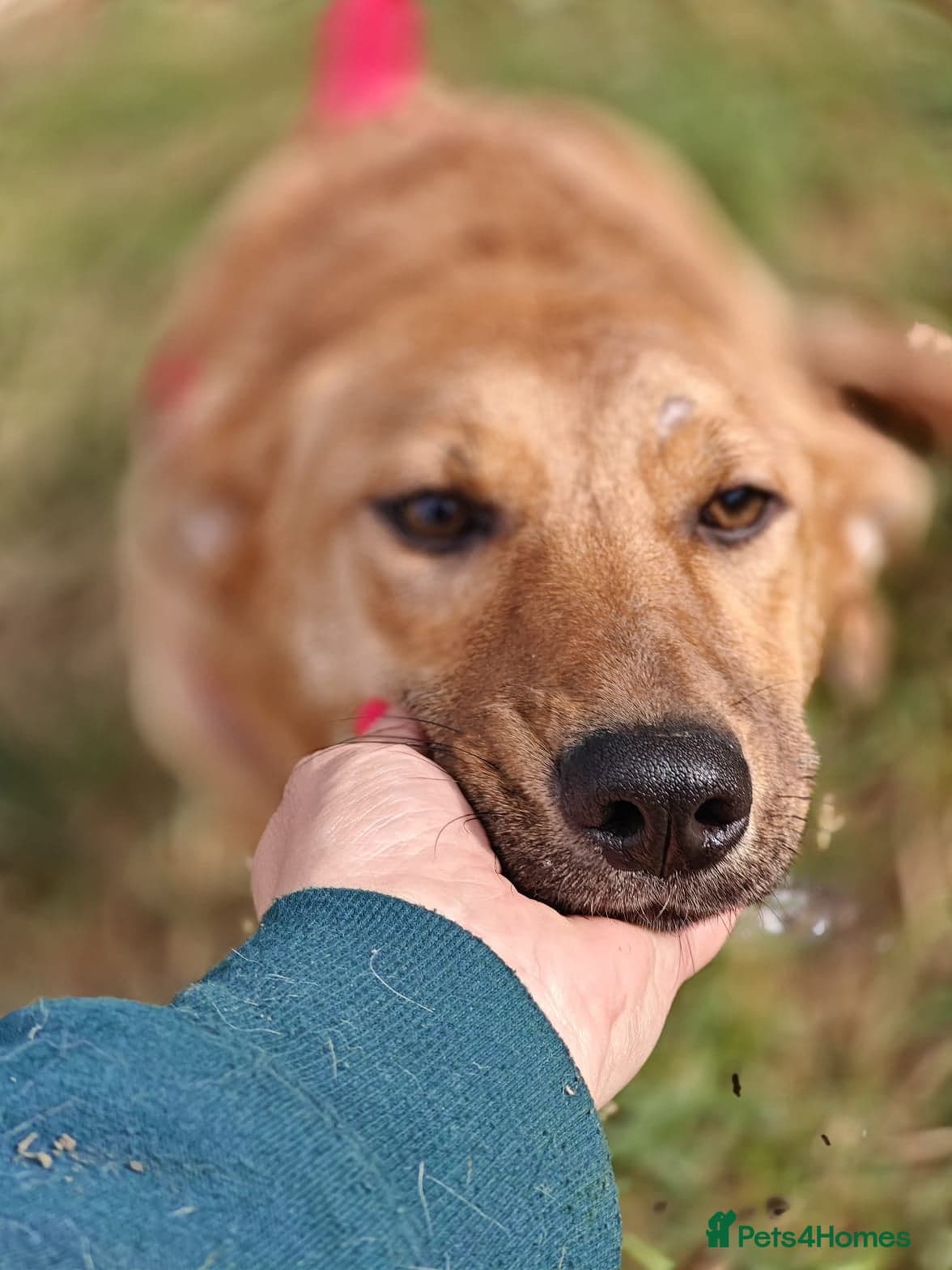 ️🐶 yara photo 2