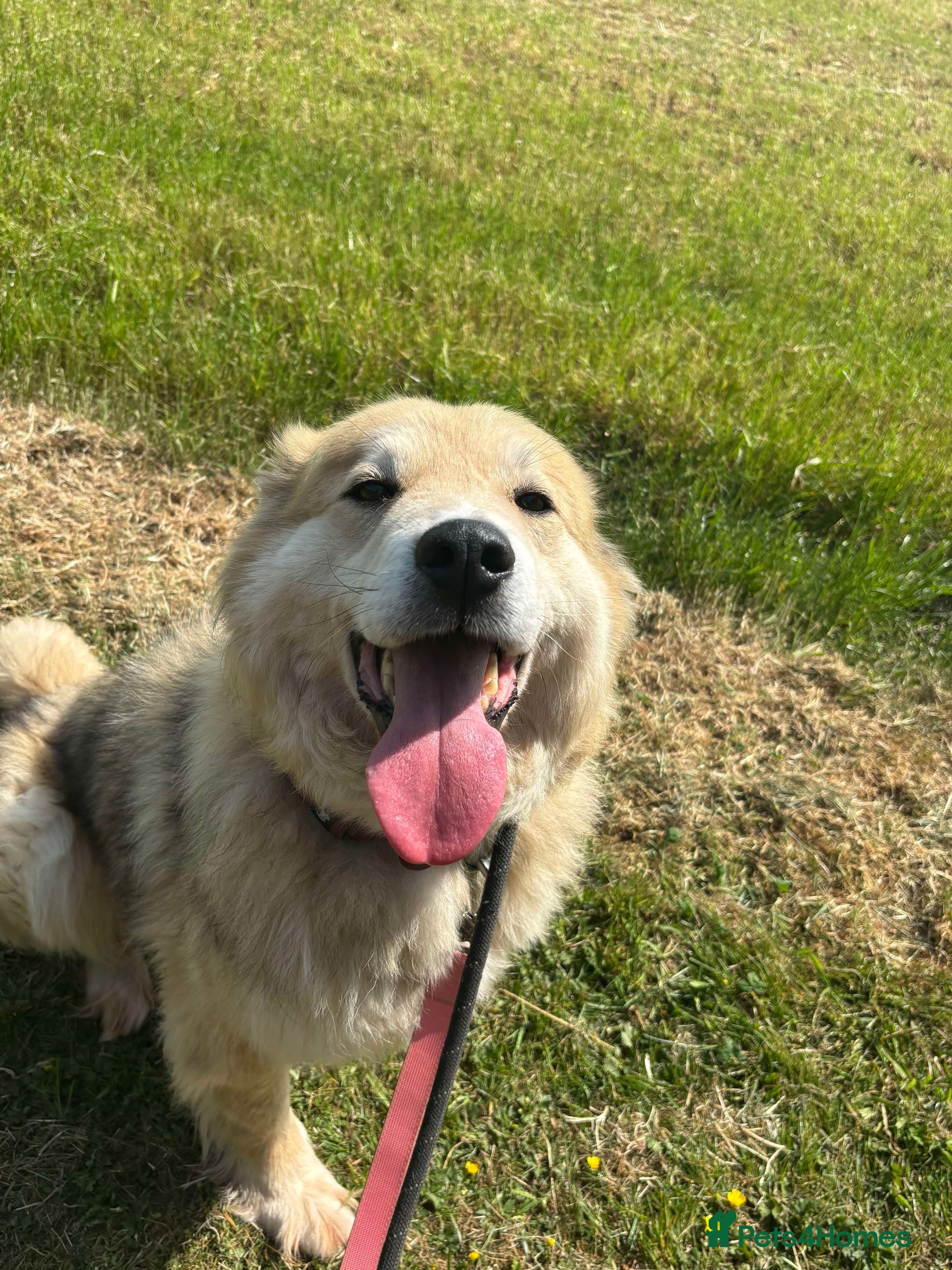 Meet Paddy, currently residing in Cheshire photo 23