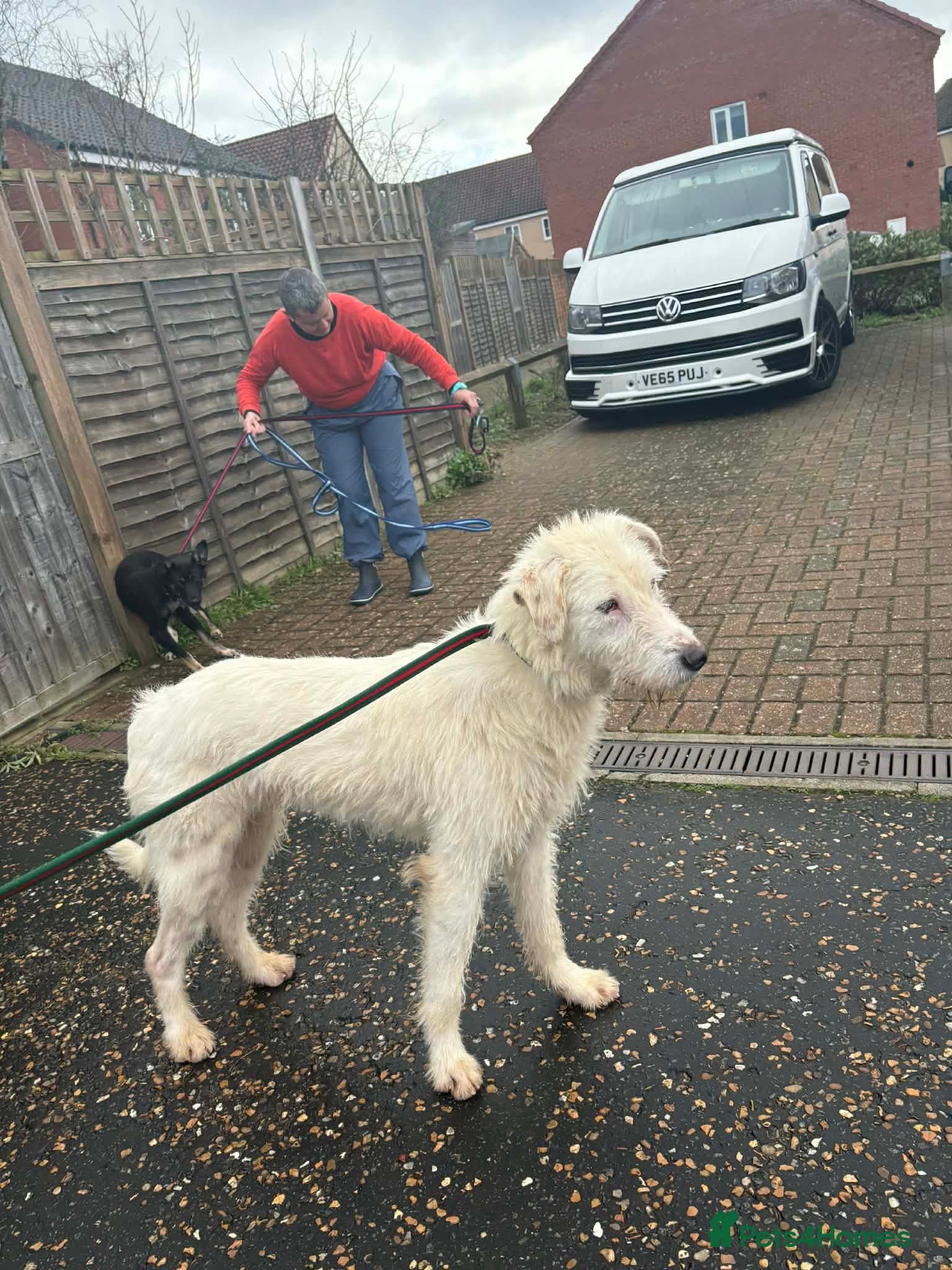 Peter - Norwich Norfolk photo 12