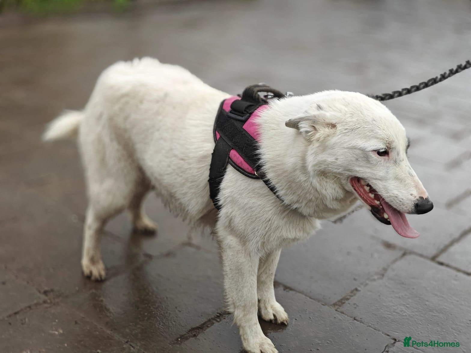 ️🐶 suzy photo 18