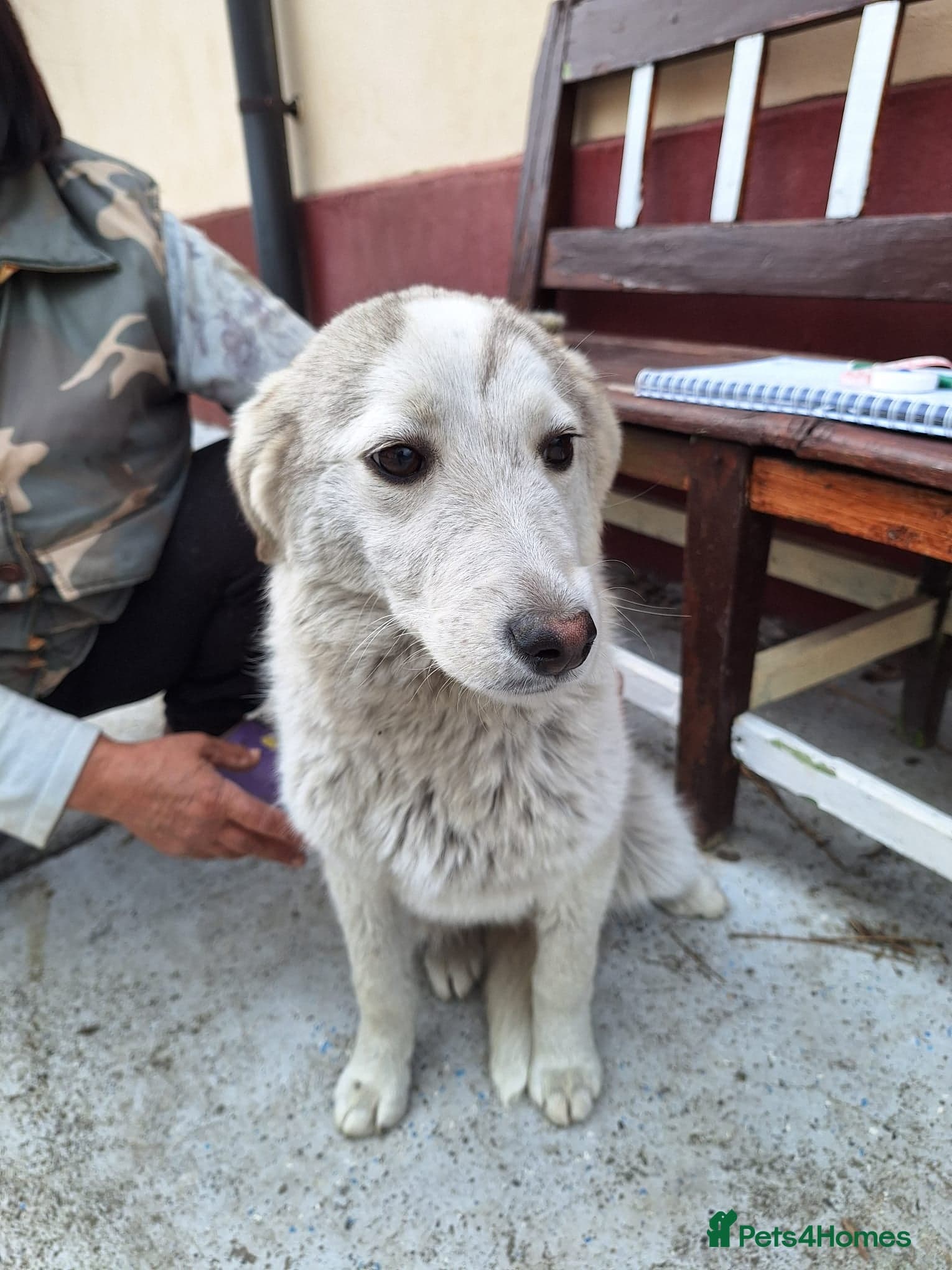 Meet NALA - a Beautiful Girl — Mixed Breed