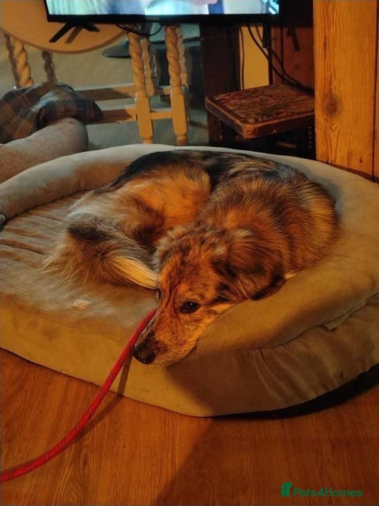 Meet Merlin,currently residing in Gloucestershire photo 5