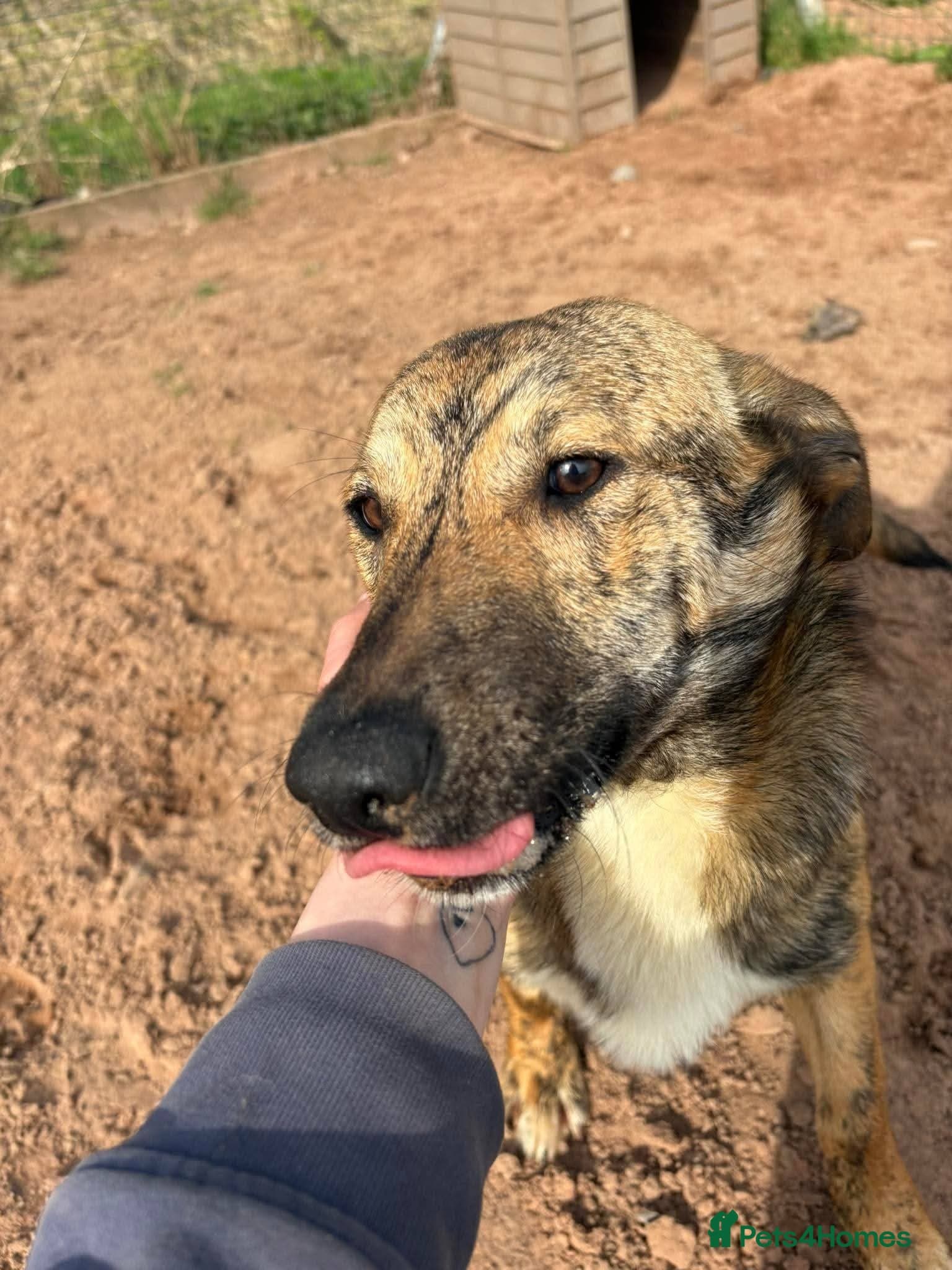 Meet Finn, currently residing in Cheshire photo 3