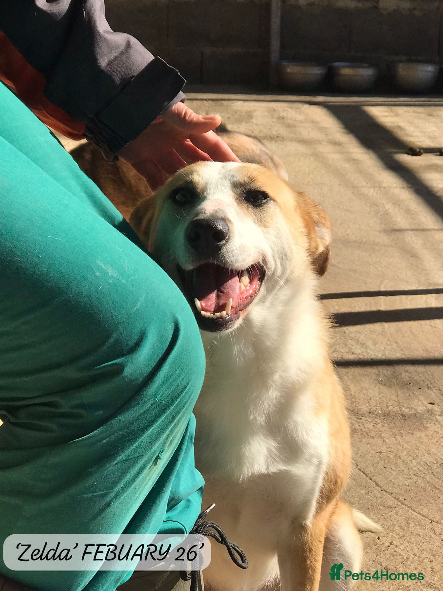 Zelda, 3 yrs old approx. photo 10