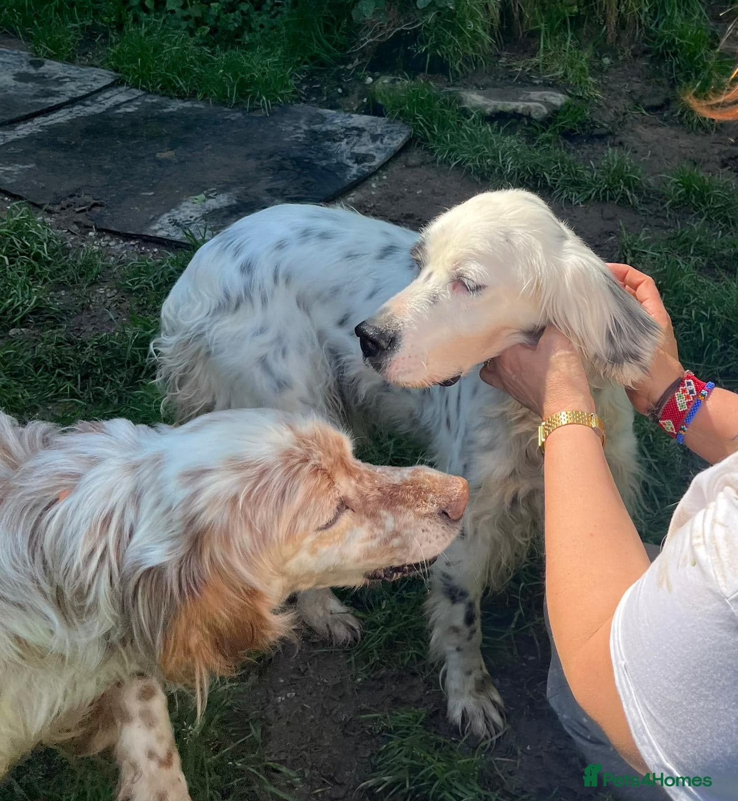 Dora — English Setter