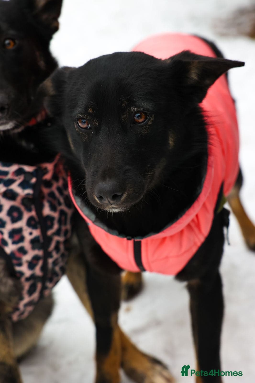 ️ADELE❤️11-month lower-medium soft natured girl photo 5