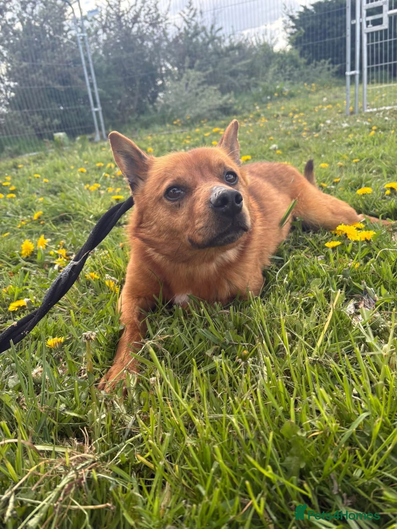 Eli - Norwich Norfolk photo 4