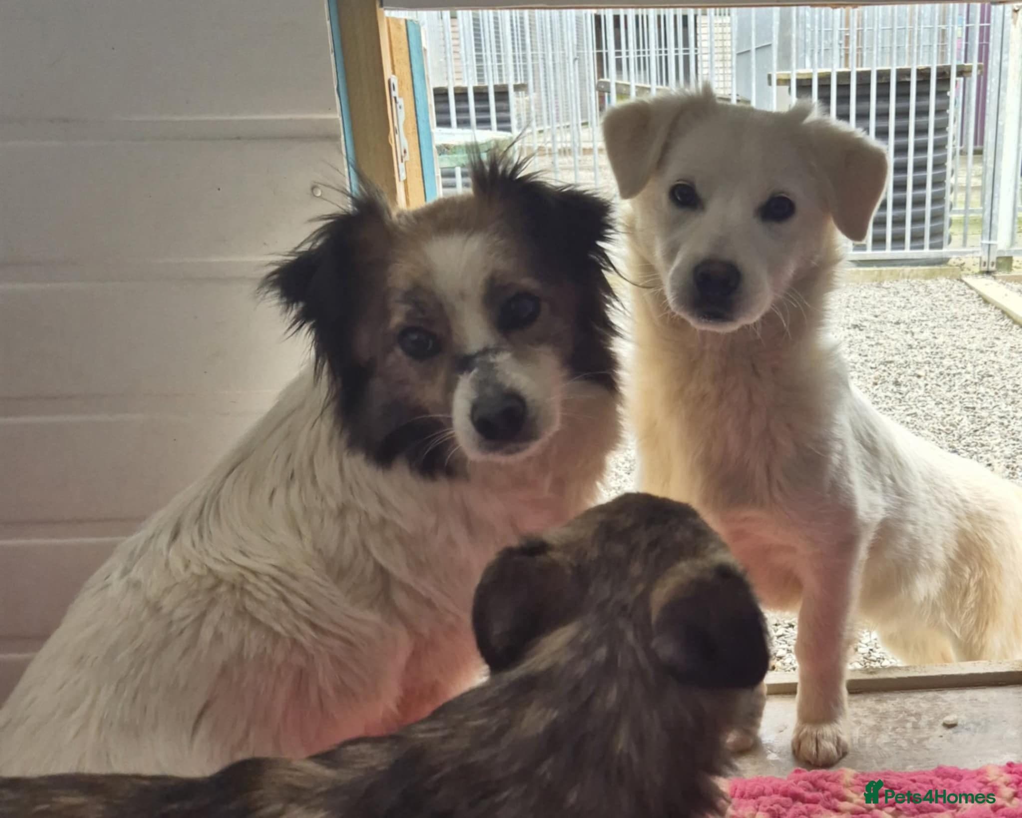 Buddy - In Ayr photo 8