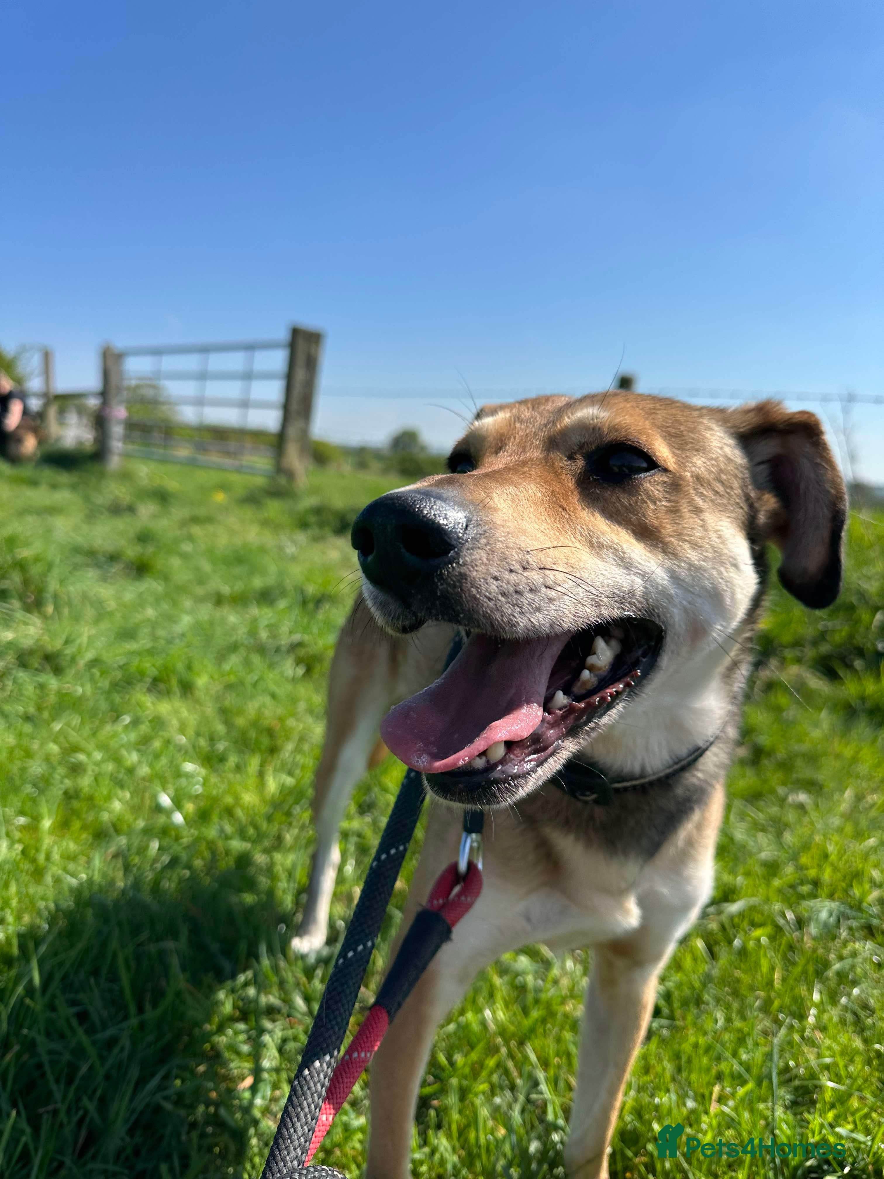 Meet Barney, currently residing in Cheshire photo 15