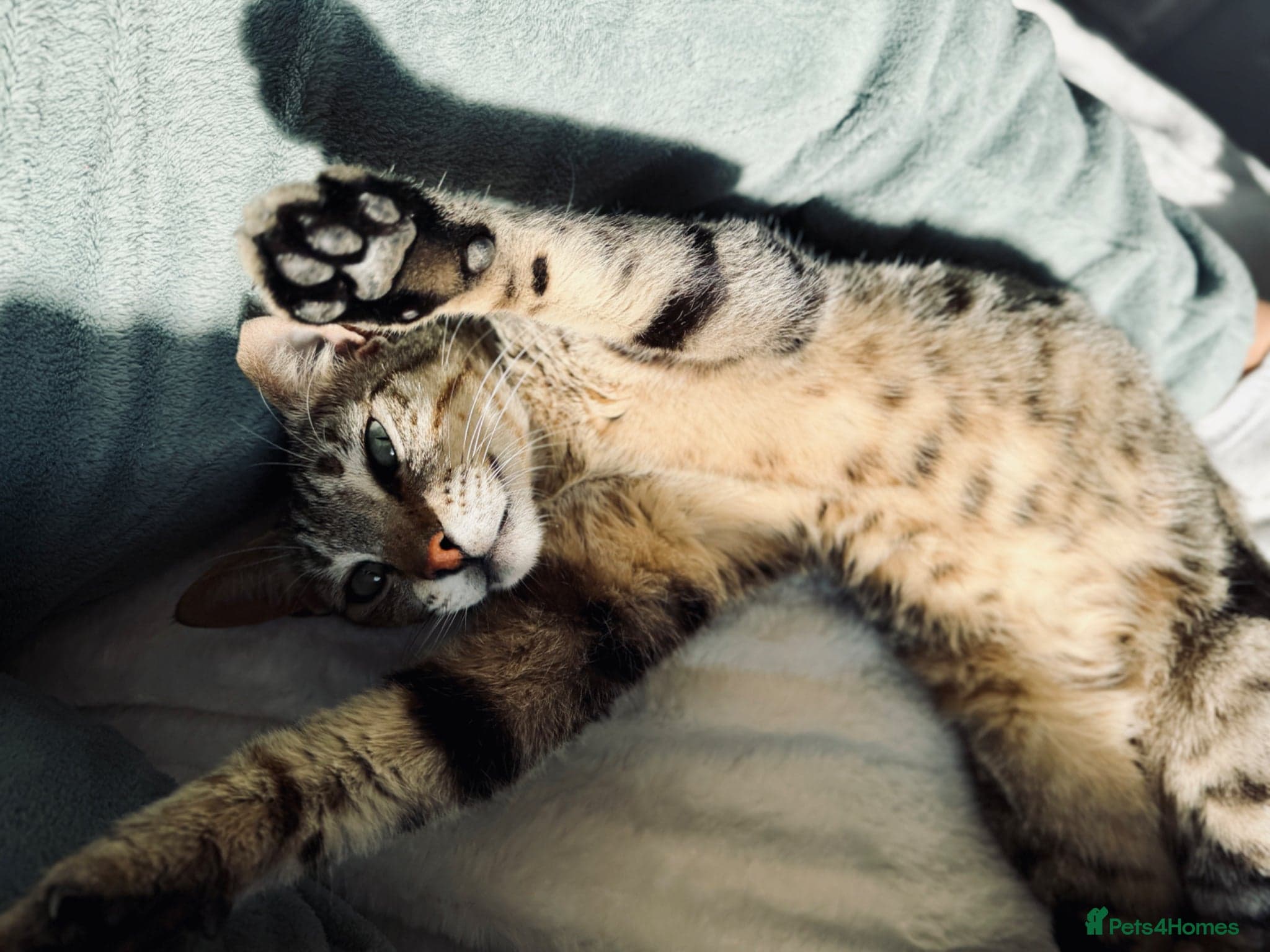 Hera ♥️ (House Cat) photo 7