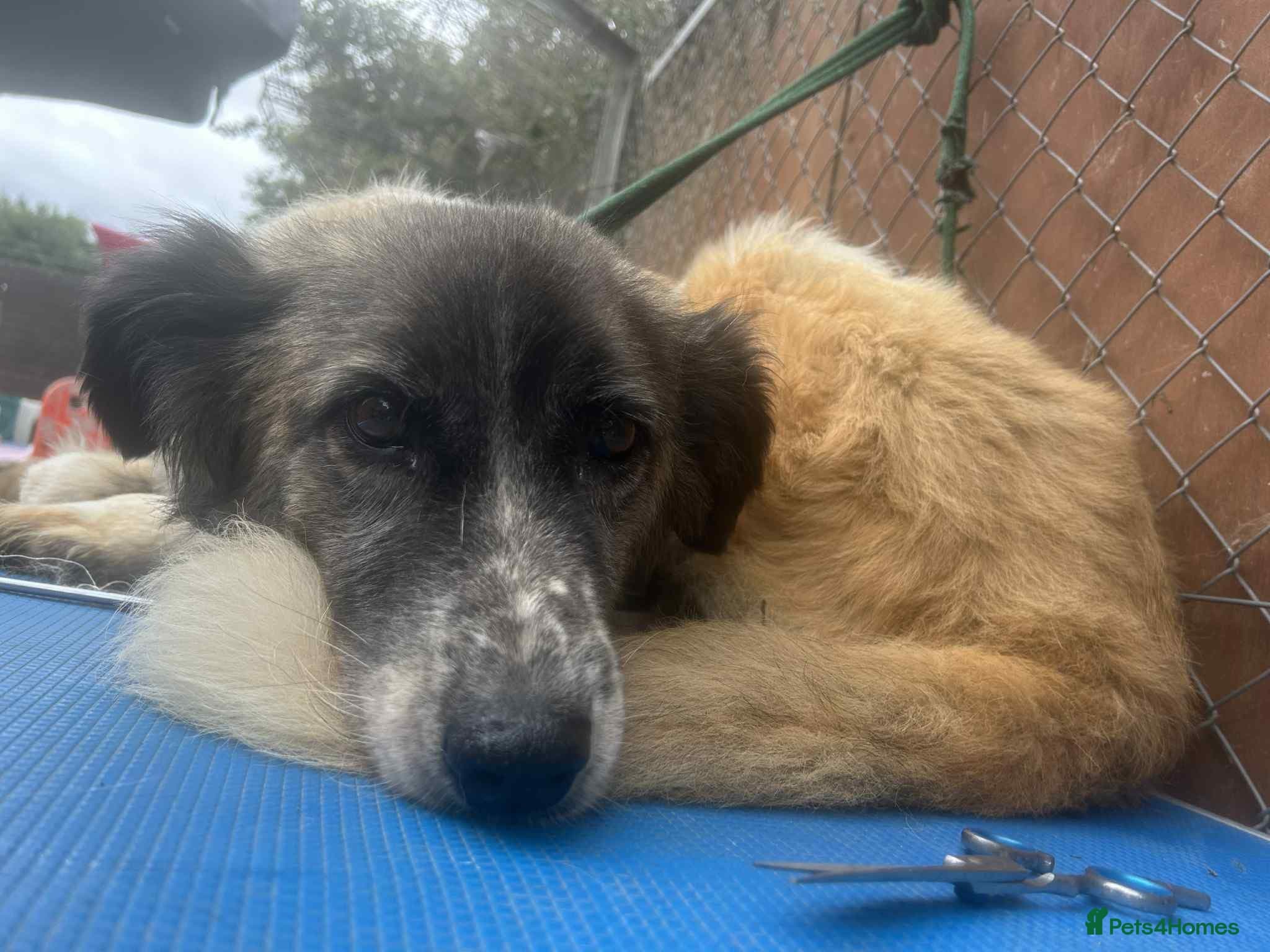 Hilda - Norwich Norfolk photo 16