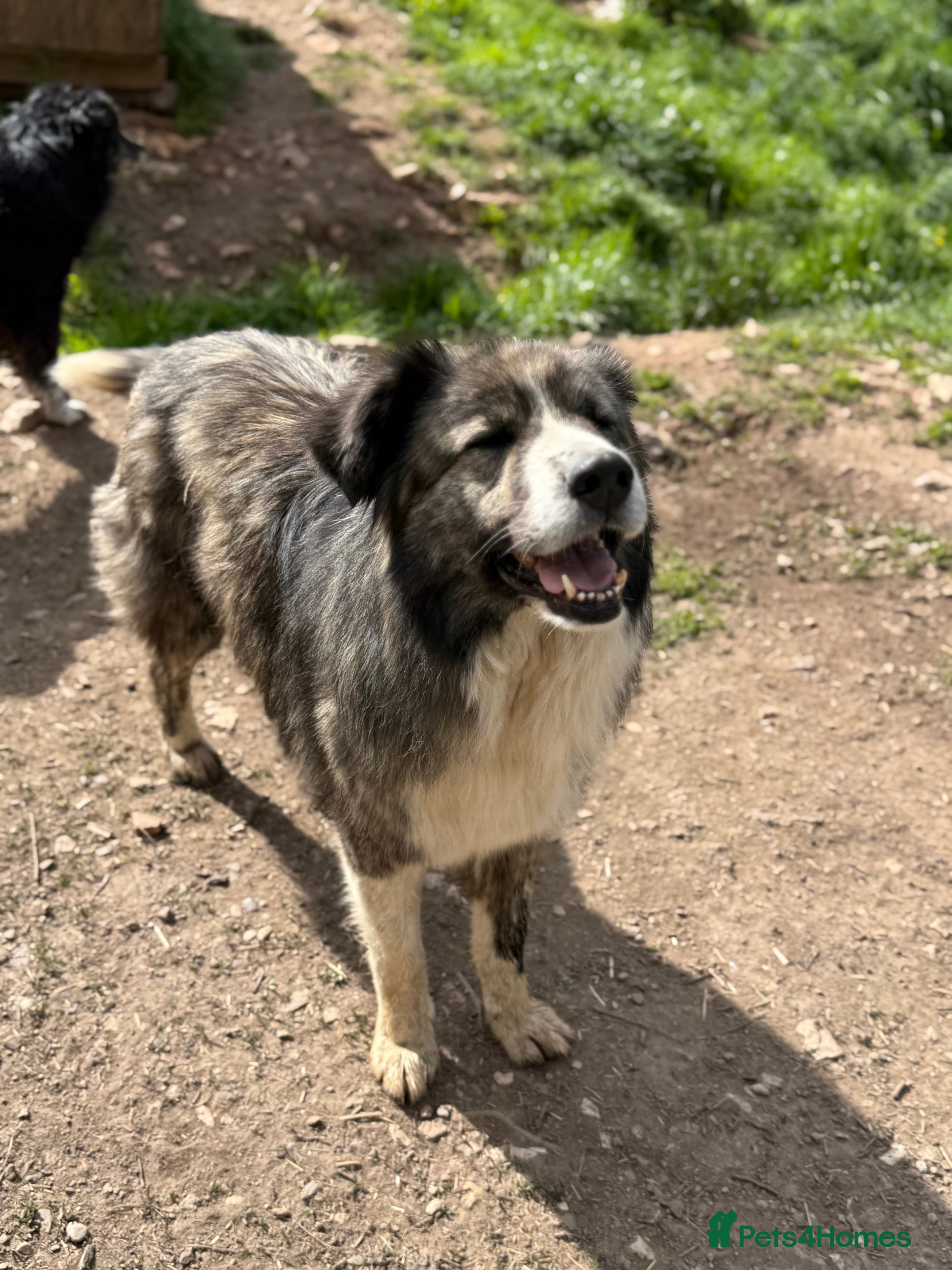 year old Iancu photo 5