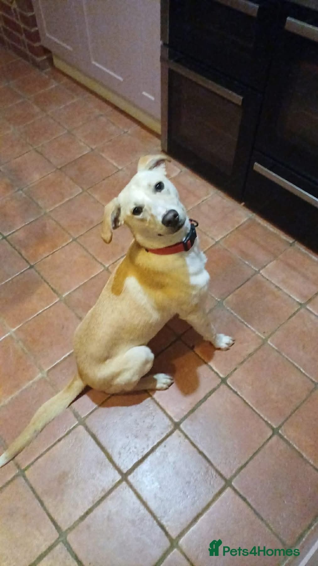 Talia - Hempnall Norfolk photo 2