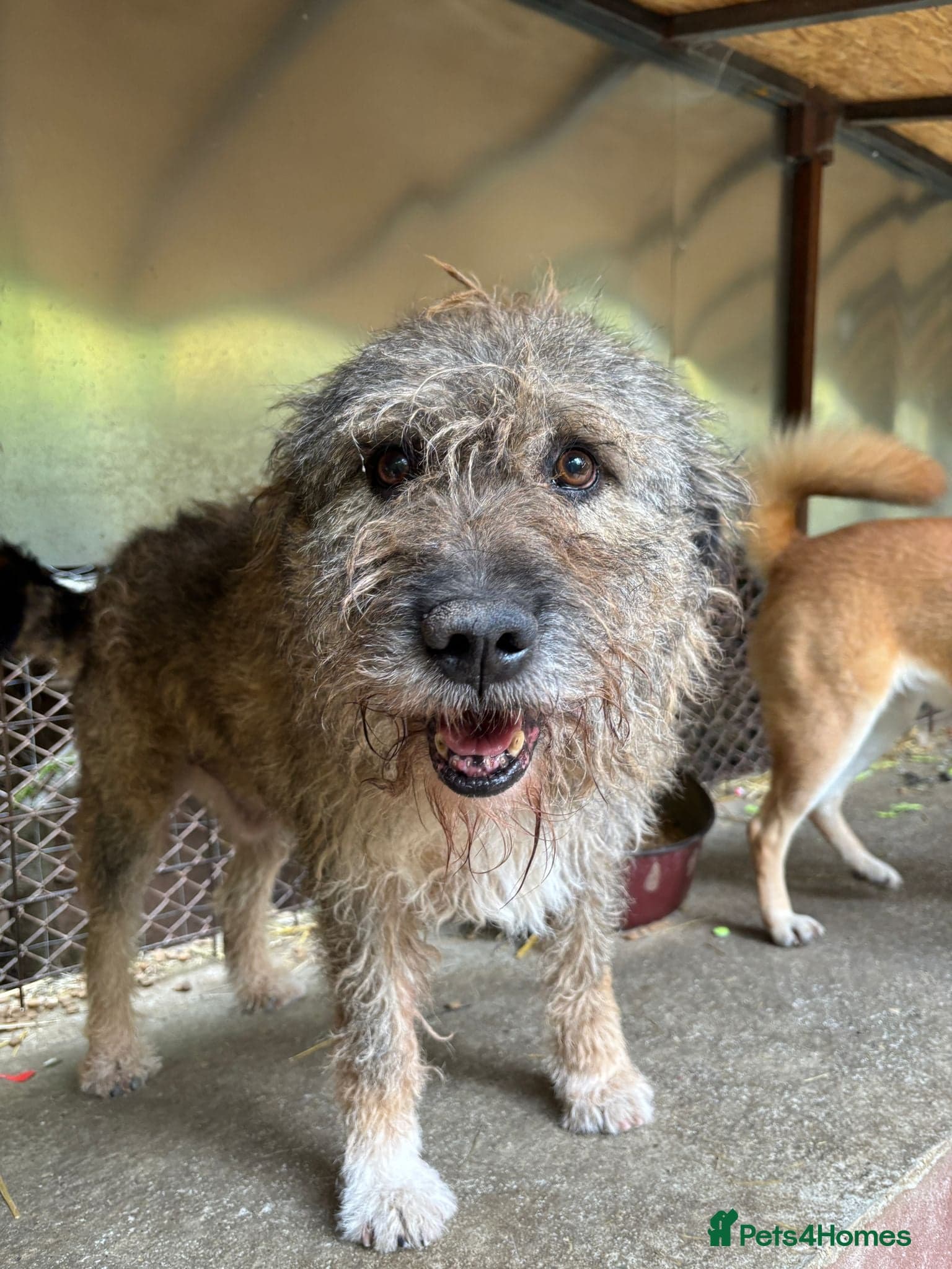 year old Fionn photo 6