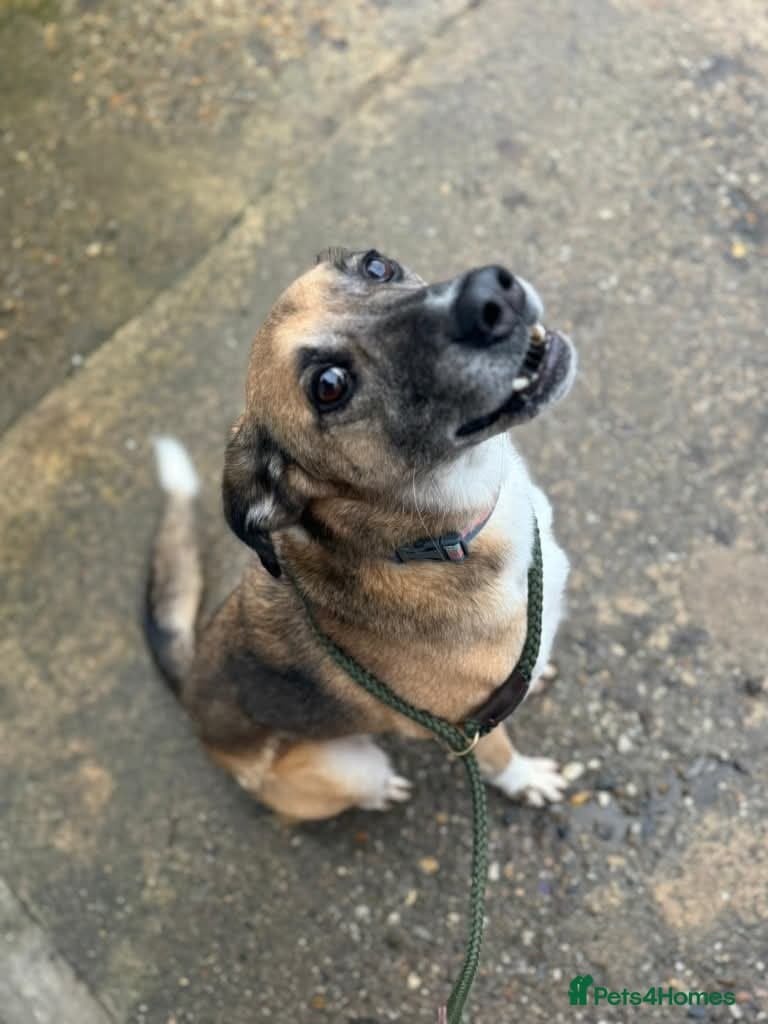 Meet Erol, currently residing in Surrey photo 4