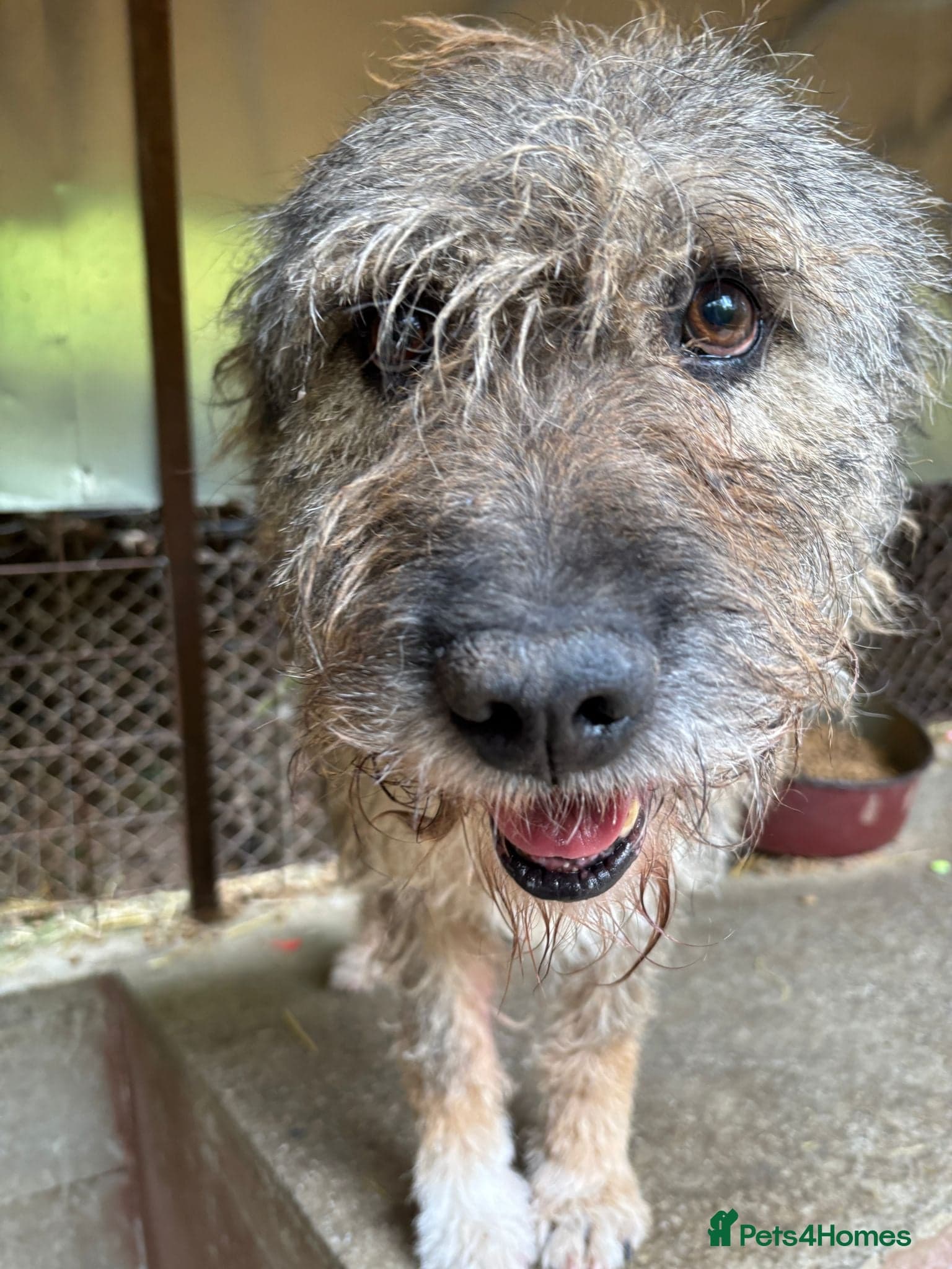 year old Fionn photo 3