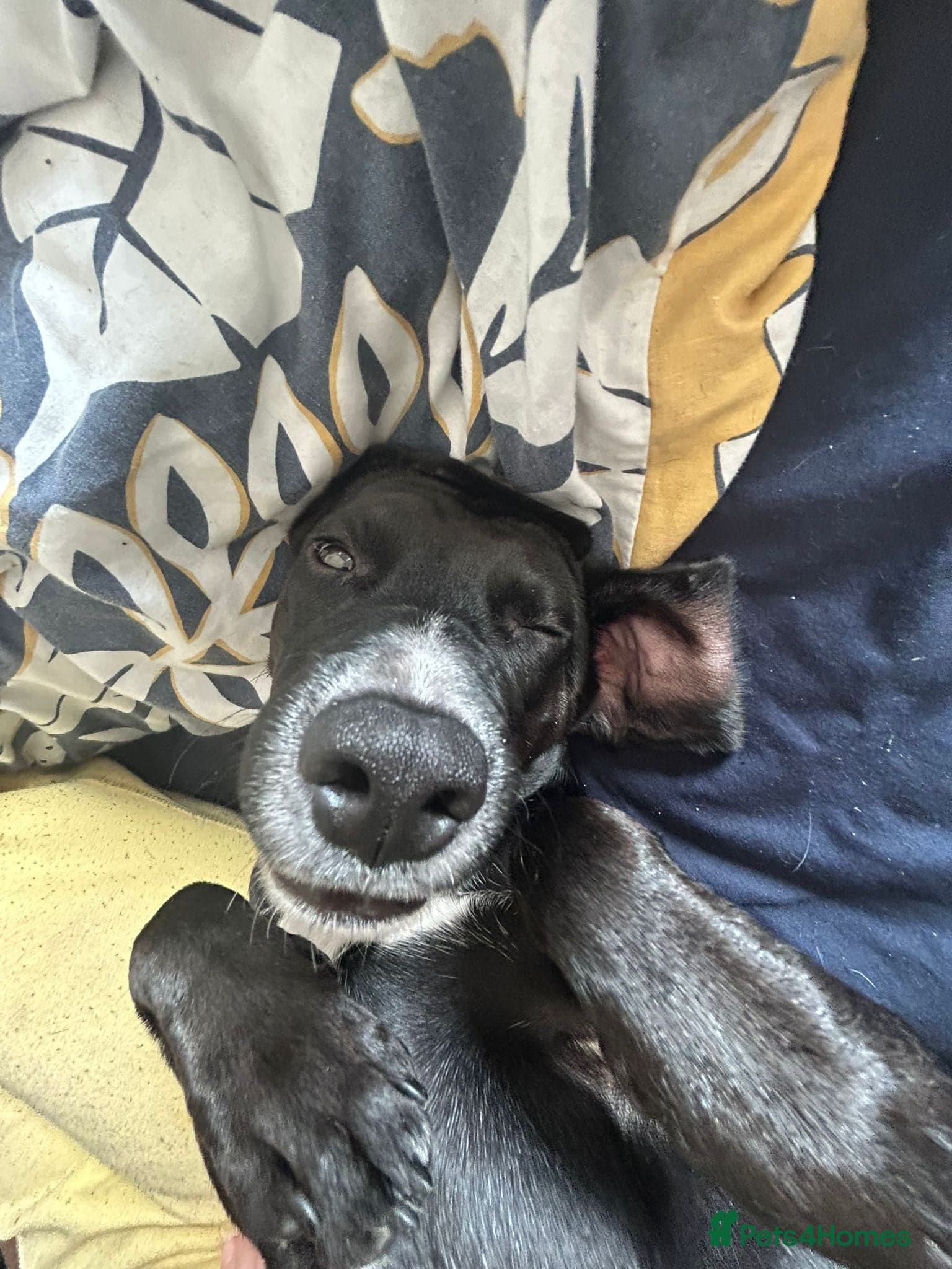 ️🐶 walter photo 7