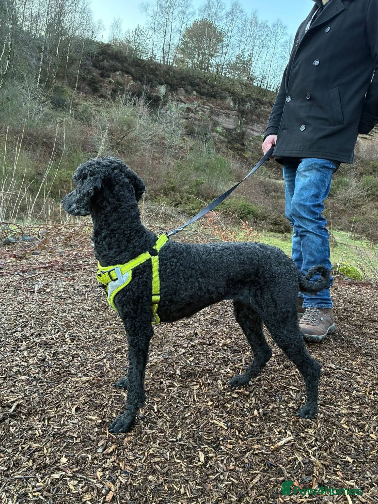 ️🐶 charlie photo 7