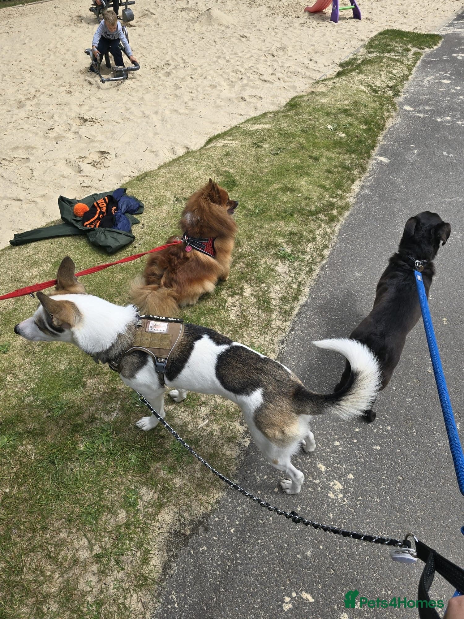 ๏ธ๐ถ bela photo 14