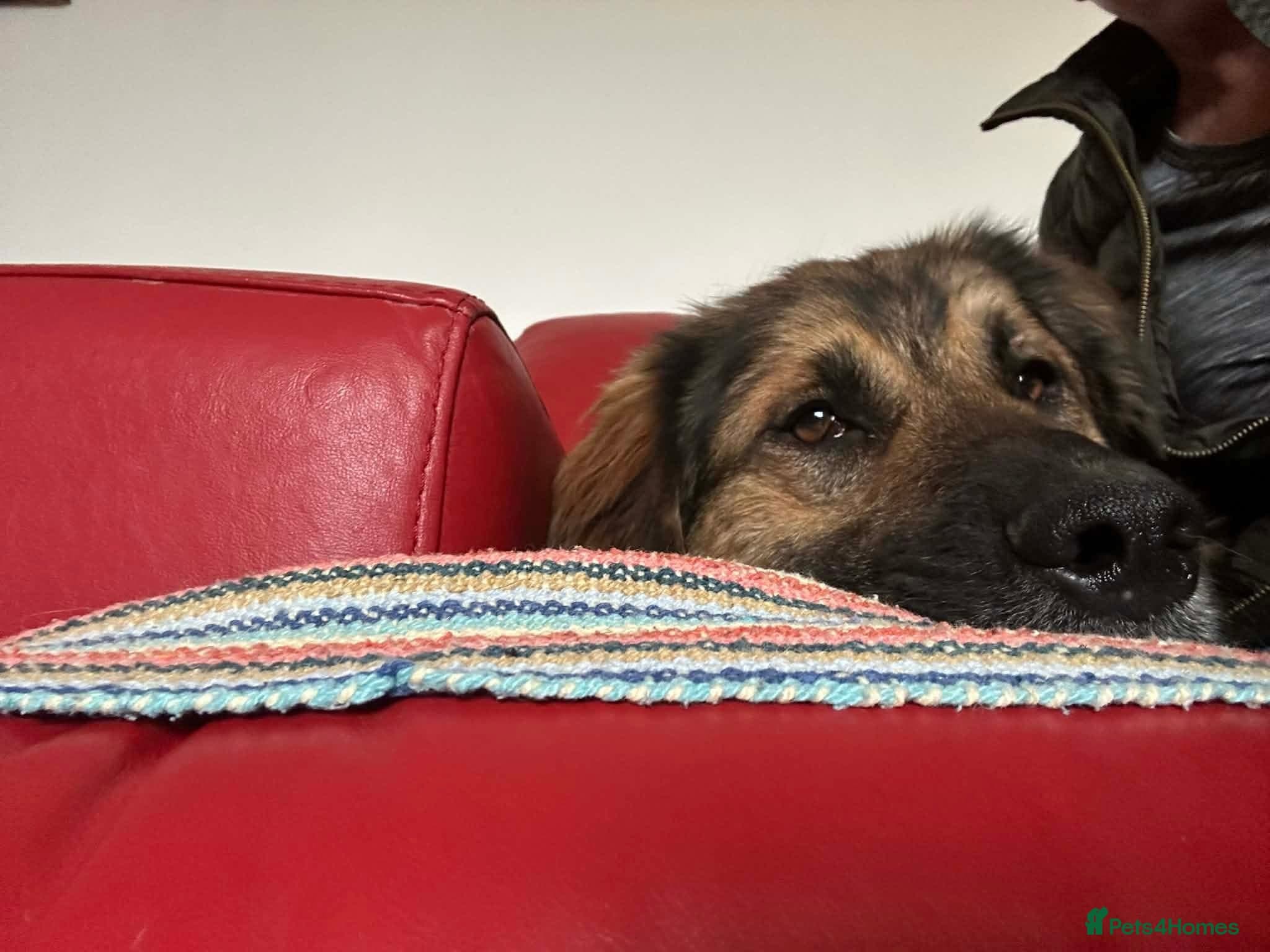 Alfie - Norwich Norfolk — Mixed Breed