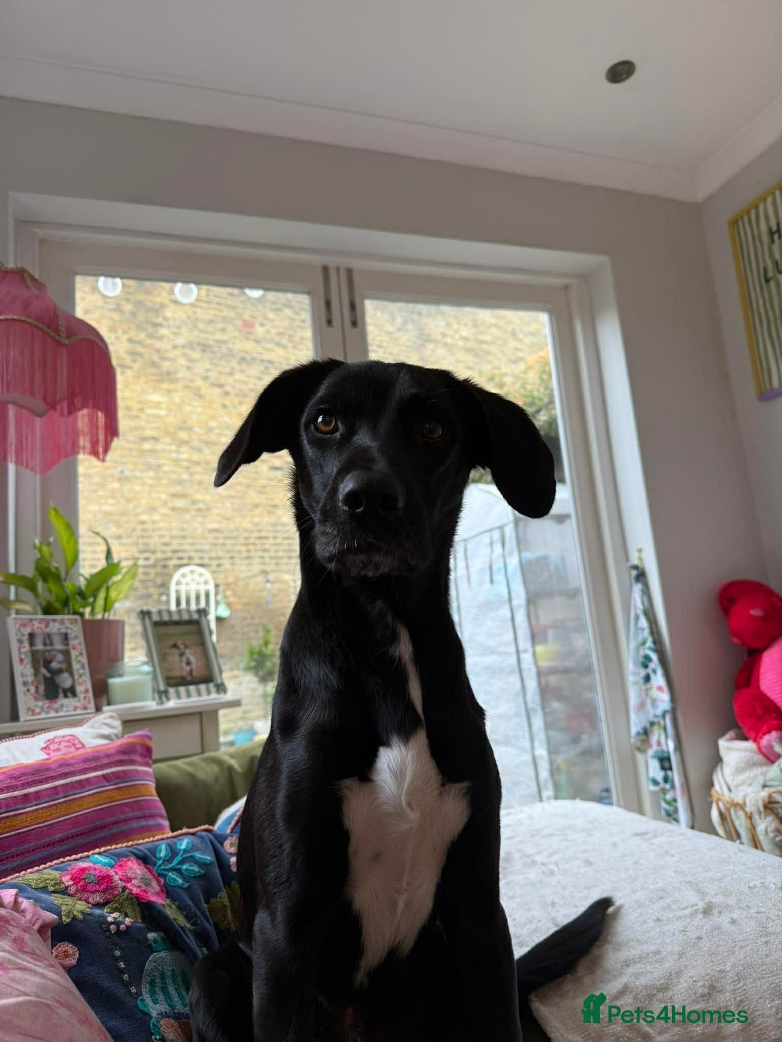 Socks — Mixed Breed