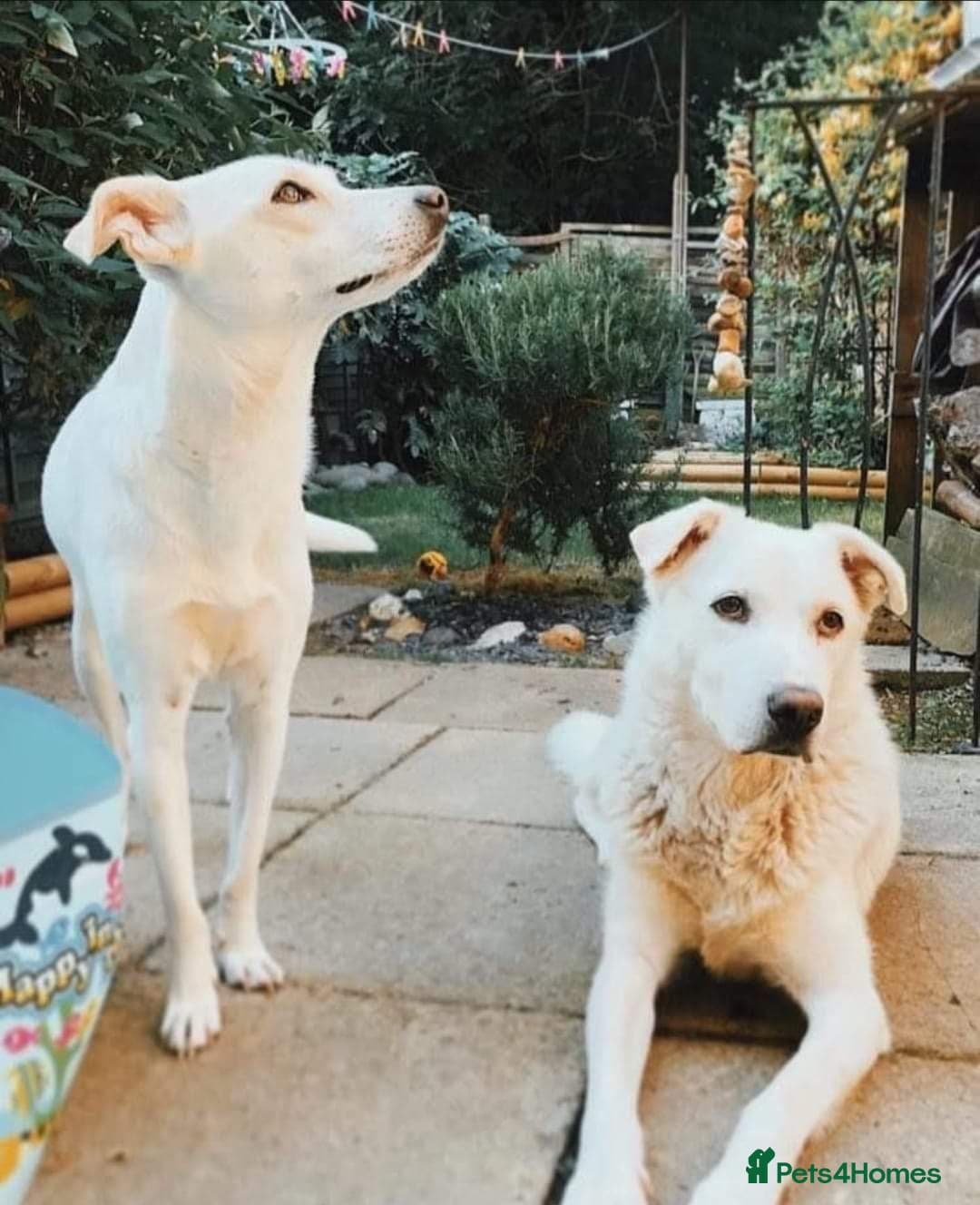 Meet Biscuit, currently residing in Hampshire photo 4