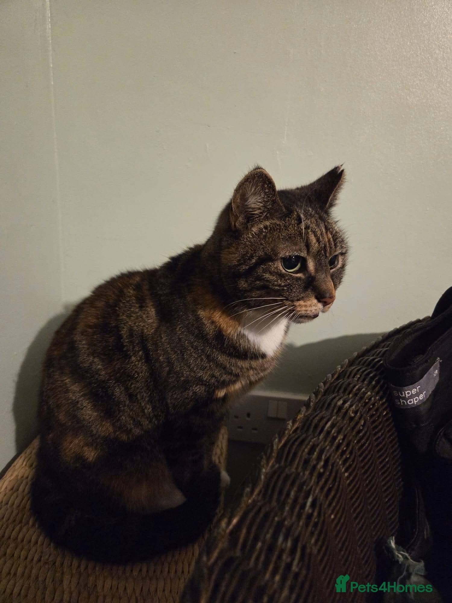 ๏ธ๐ฑ cleo photo 4