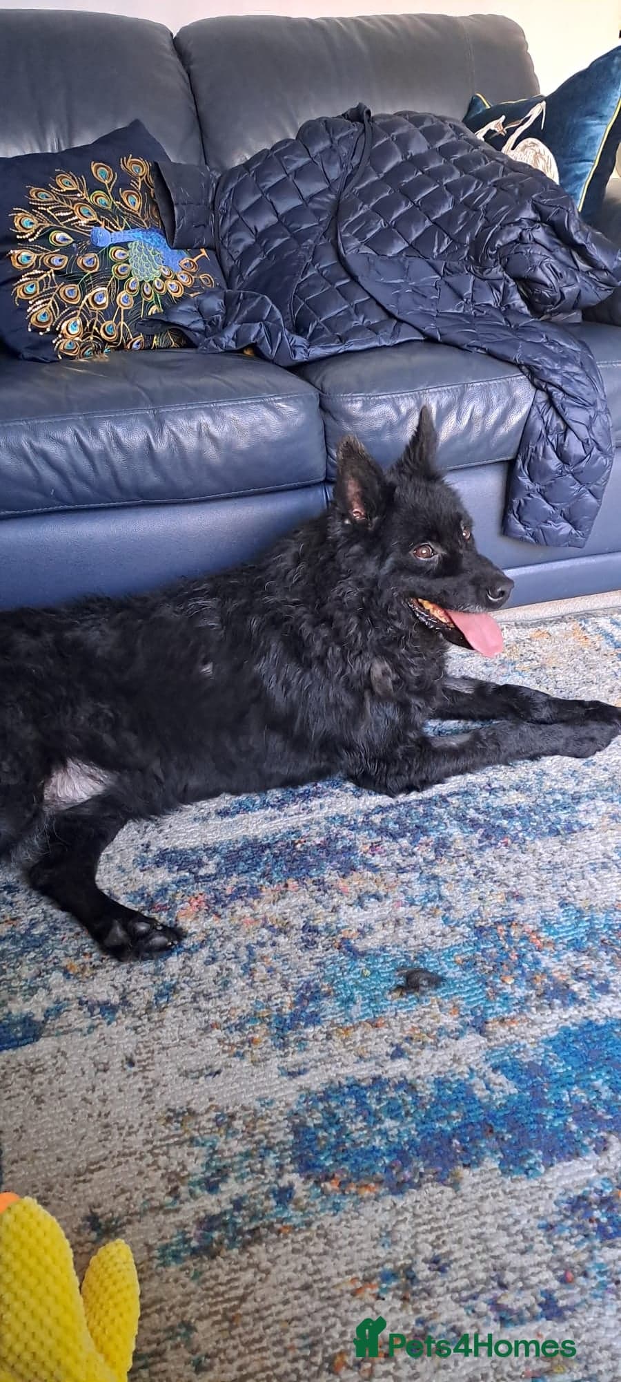 Meet Handsome Jensen photo 3