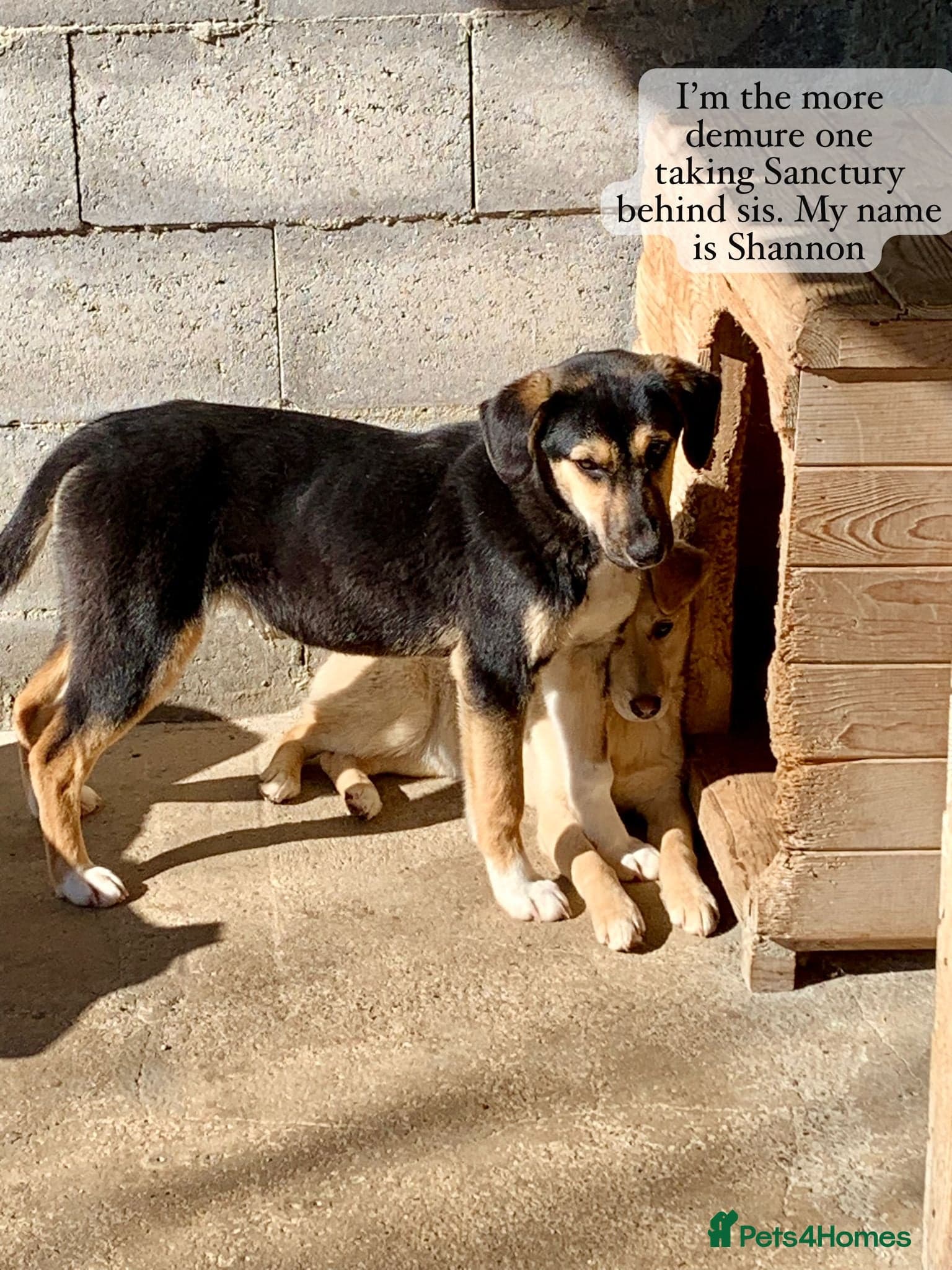 Shannon, 6 months approx, photo 5