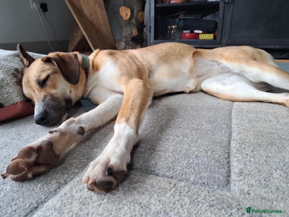 Sara - Norwich Norfolk photo 31