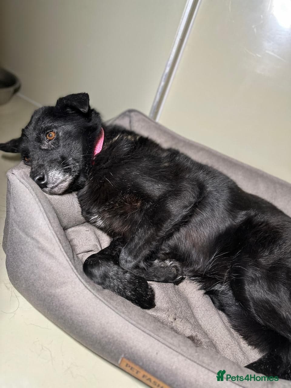 ๏ธ๐ถ tofa photo 36