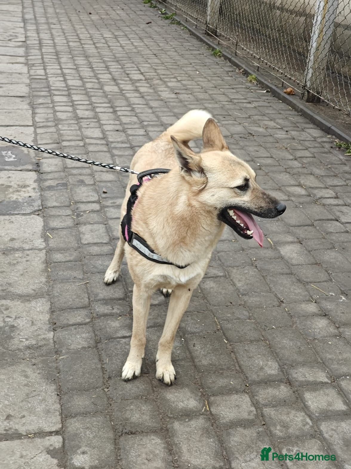 ️🐶 stacy photo 27