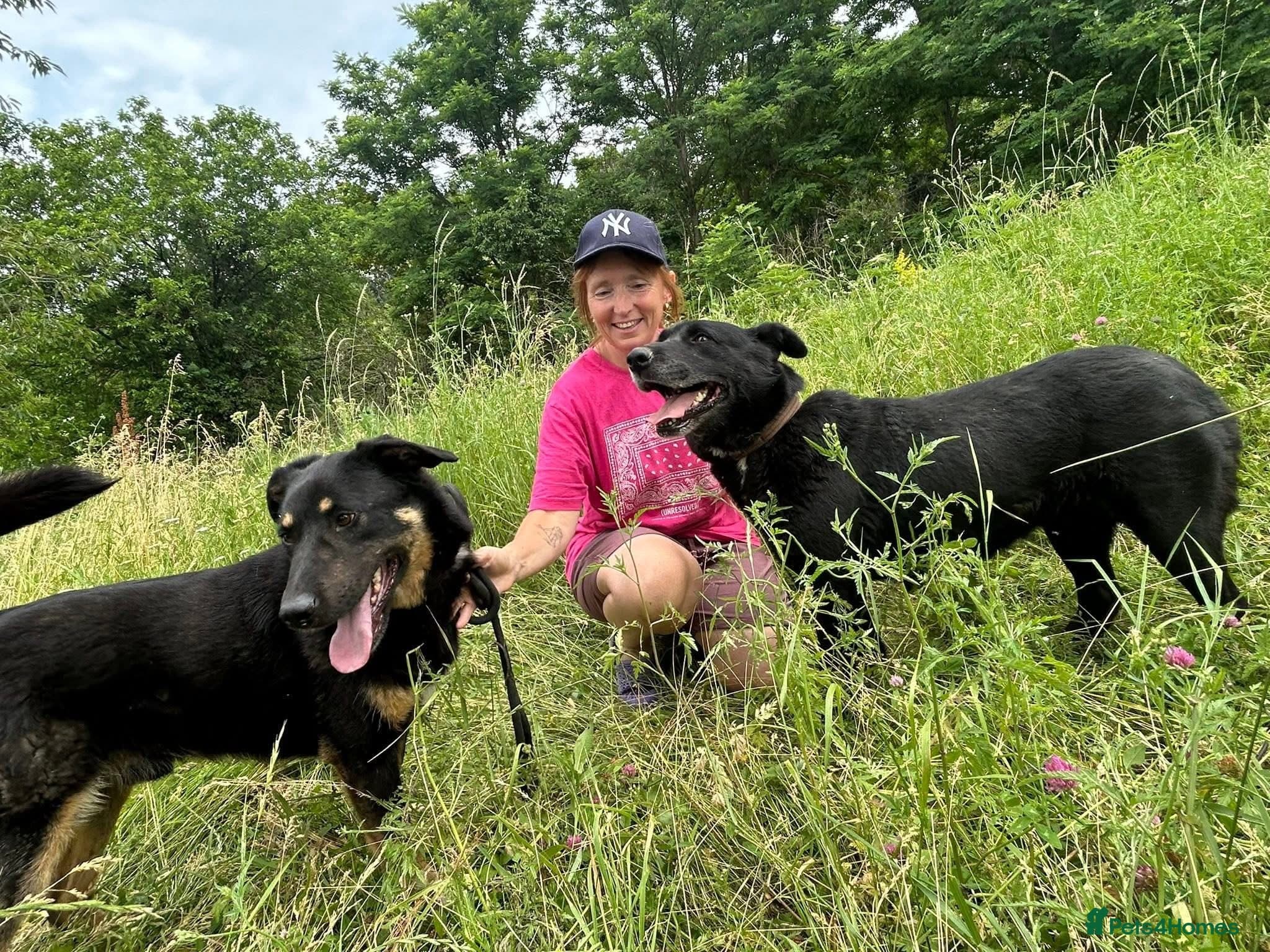Romeo - Norwich Norfolk — Mixed Breed