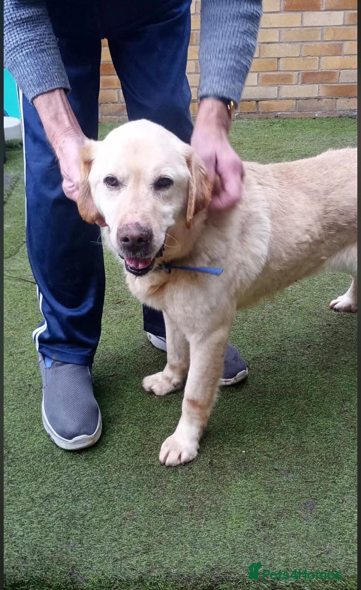 Leo ๐พ โ Labrador Retriever