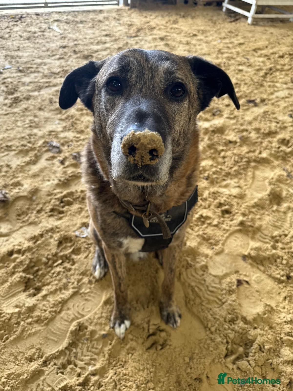 Camel — Mixed Breed