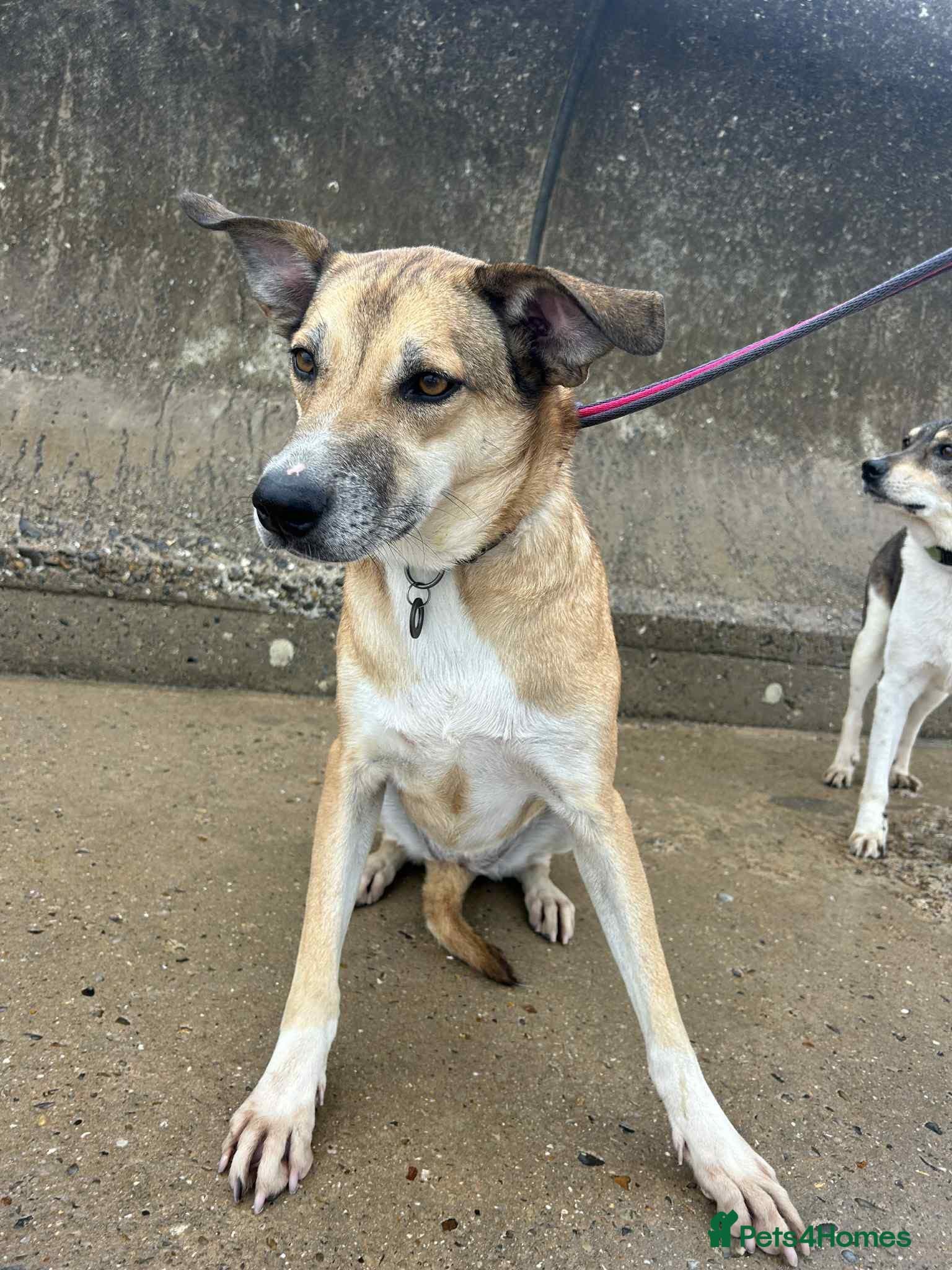 Sara - Norwich Norfolk photo 11