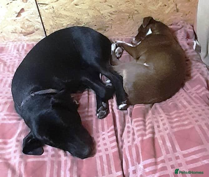 SHEAMUS,URGENT sensitive Soul Labrador Cross photo 24