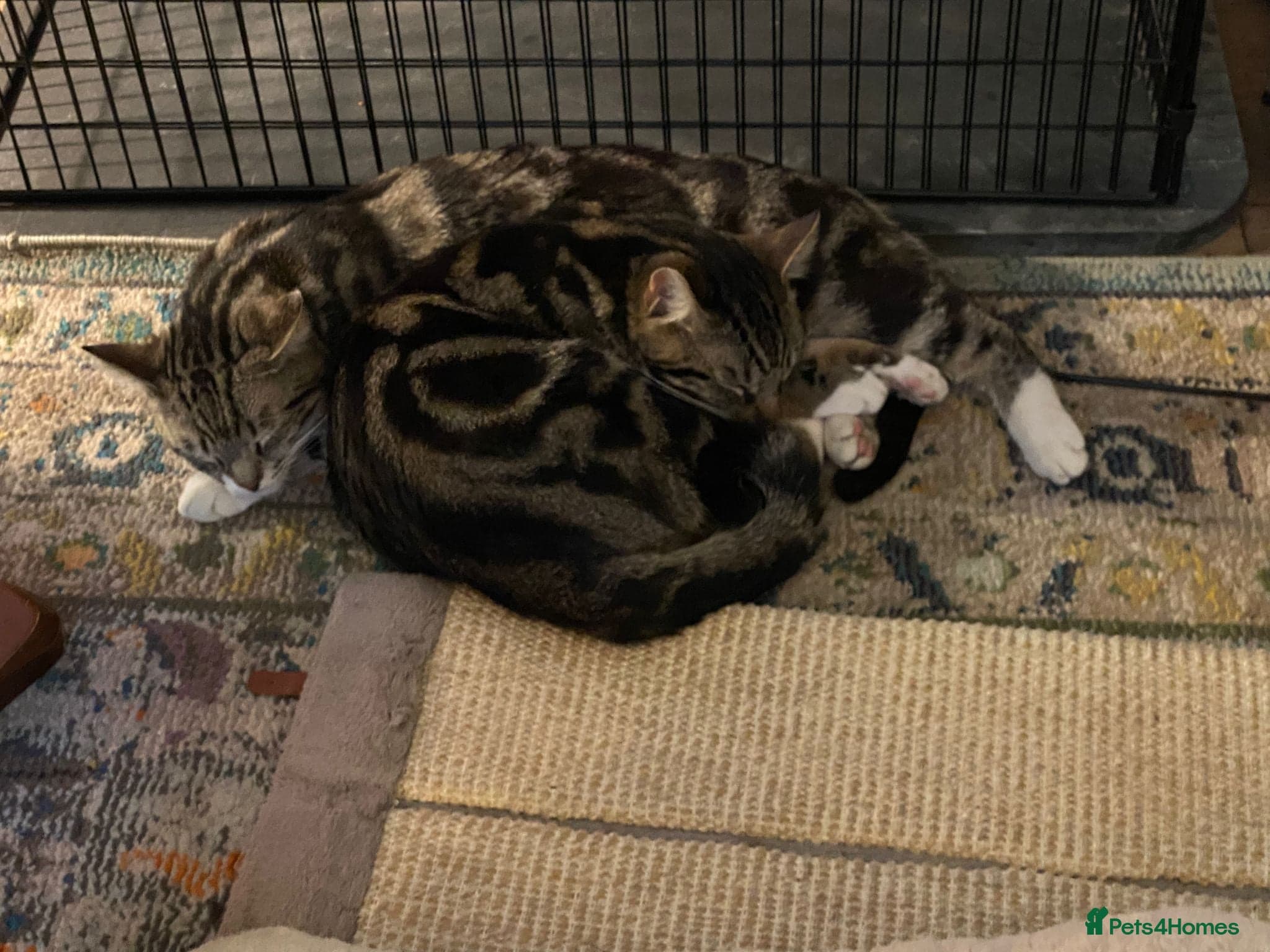 Adorable bonded pair — Domestic Shorthair