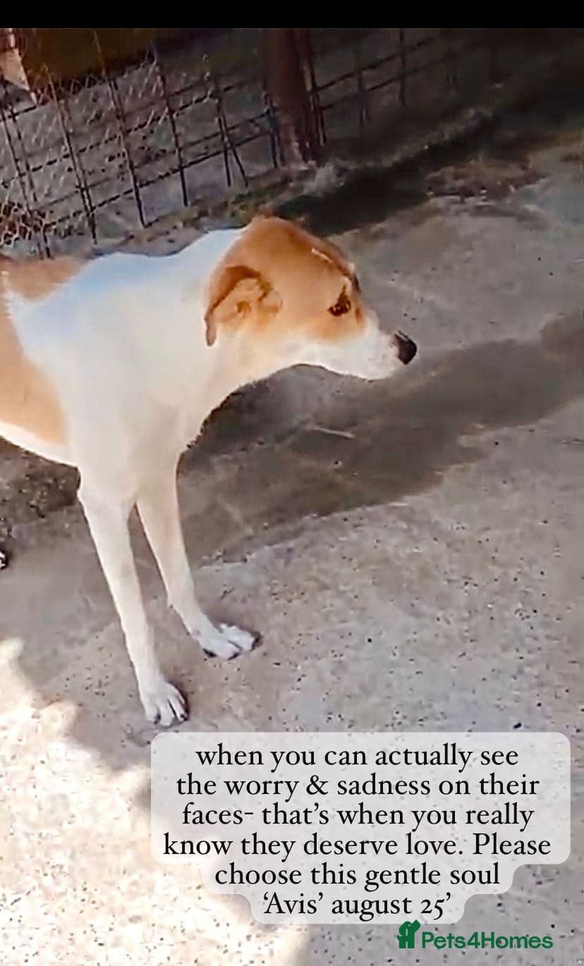 Avis- 20 months - photo 20