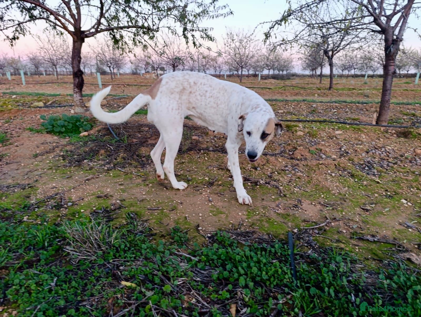 ️🚨URGENT🚨‼️FOSTER OR adopt Bimba🩷🐾 photo 4