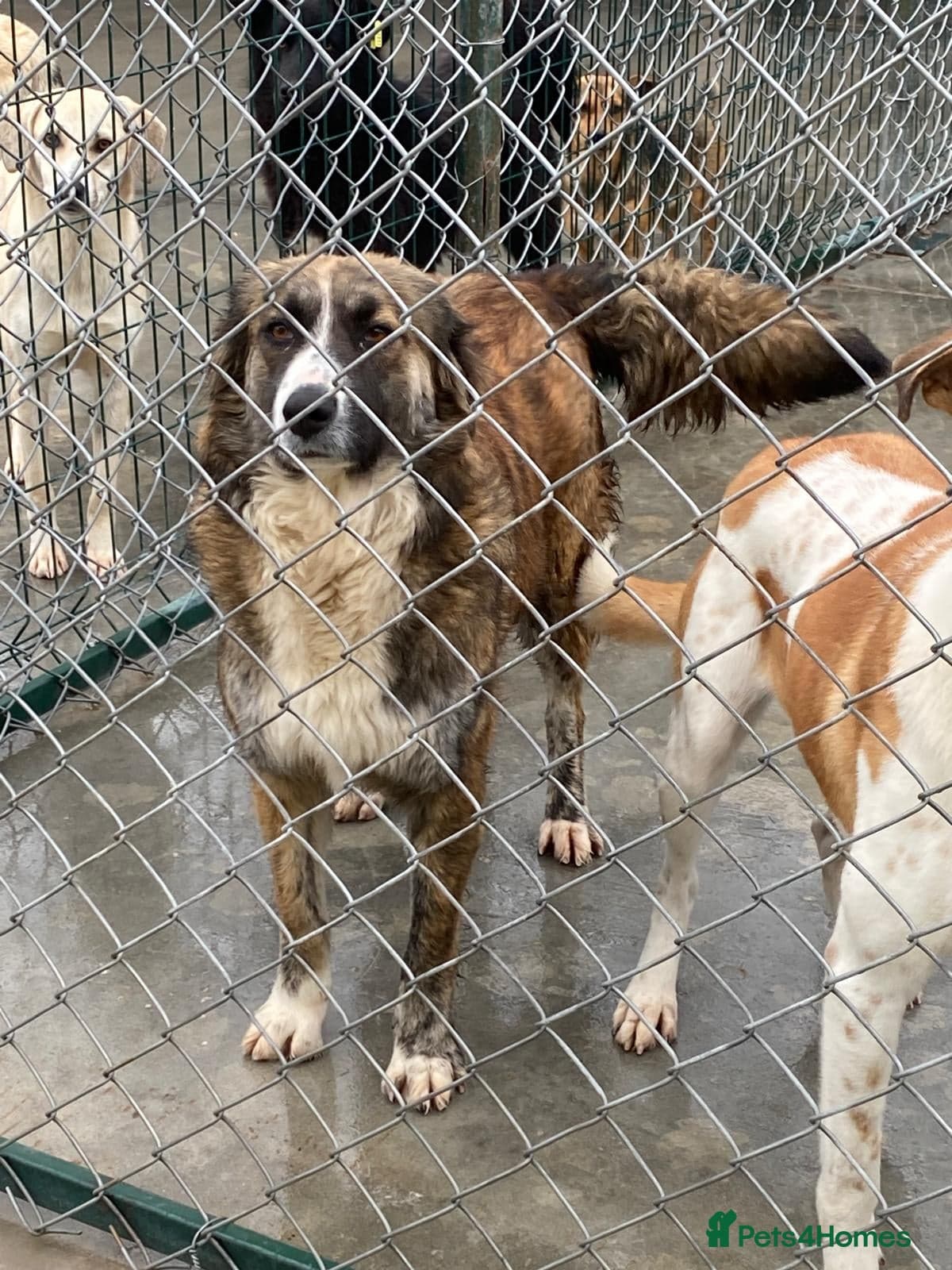 Kiki, 6 yrs approx. photo 8