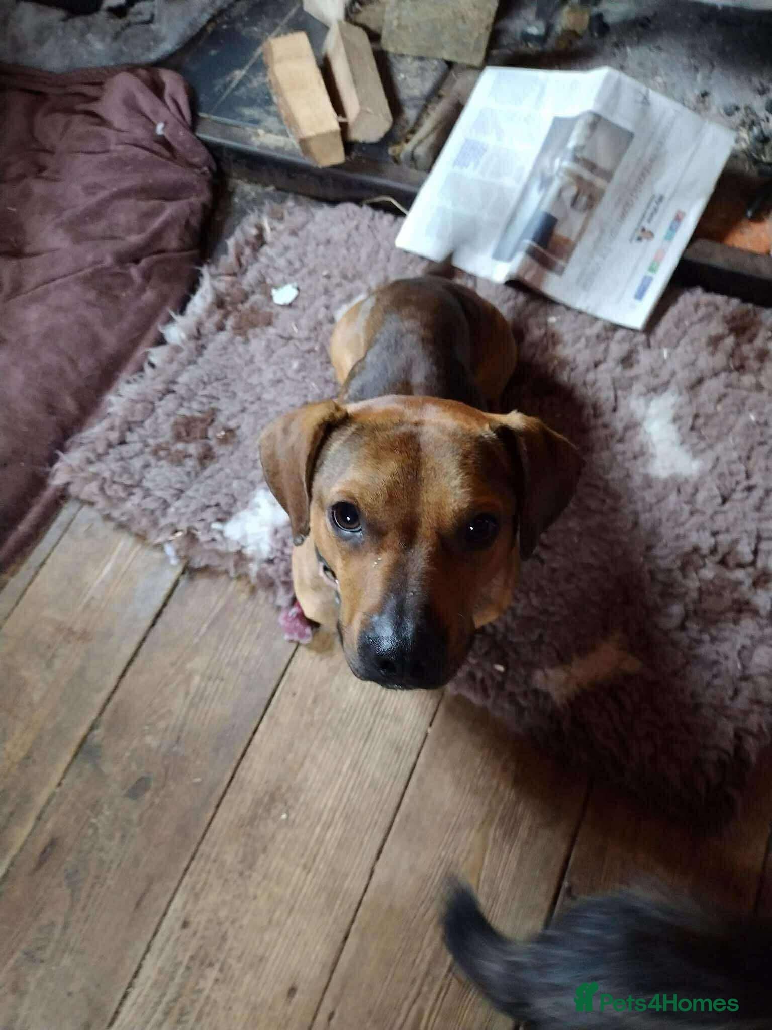 Rescue boy Noodle photo 12