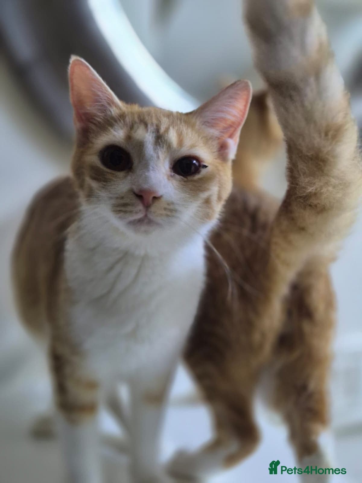 Marigold & Sunflower photo 2